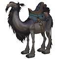 Grey Riding Camel