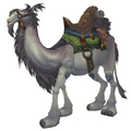 White Riding Camel