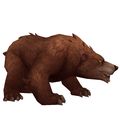 Brown Bear