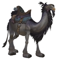 Grey Riding Camel