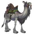 White Riding Camel