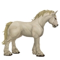 Unsaddled White Horse