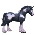 Unsaddled Piebald Horse