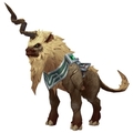 Brown Shalehorn